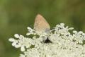 Satyrium abdominalis (Sevbeni)